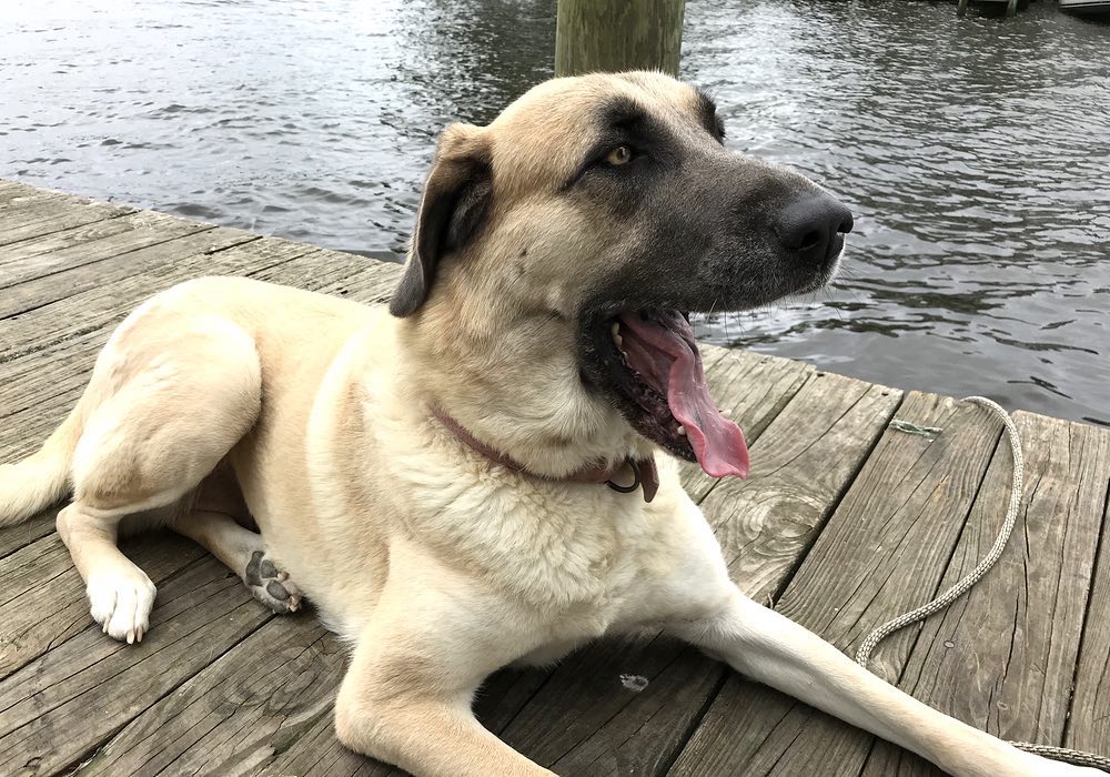 Why Do Dogs Lay On Their Backs When Approached