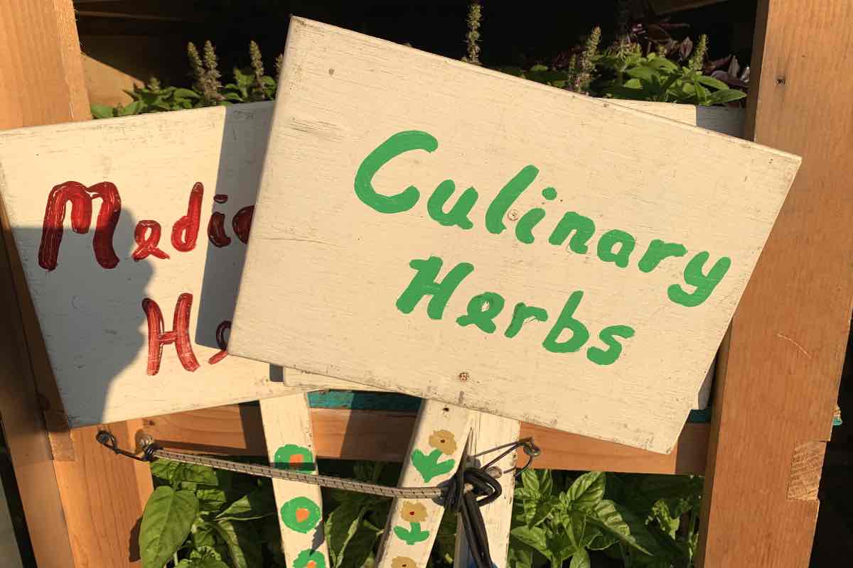 The Herb Lady Is Here