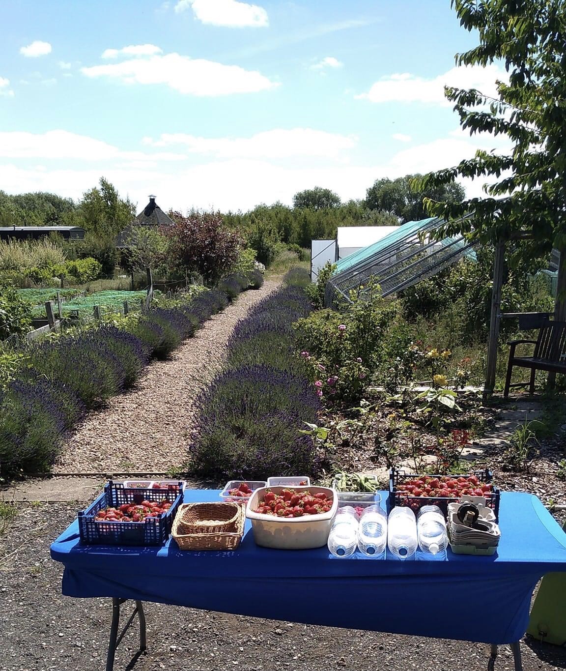Cherry Willingham's very own Oasis Townlands