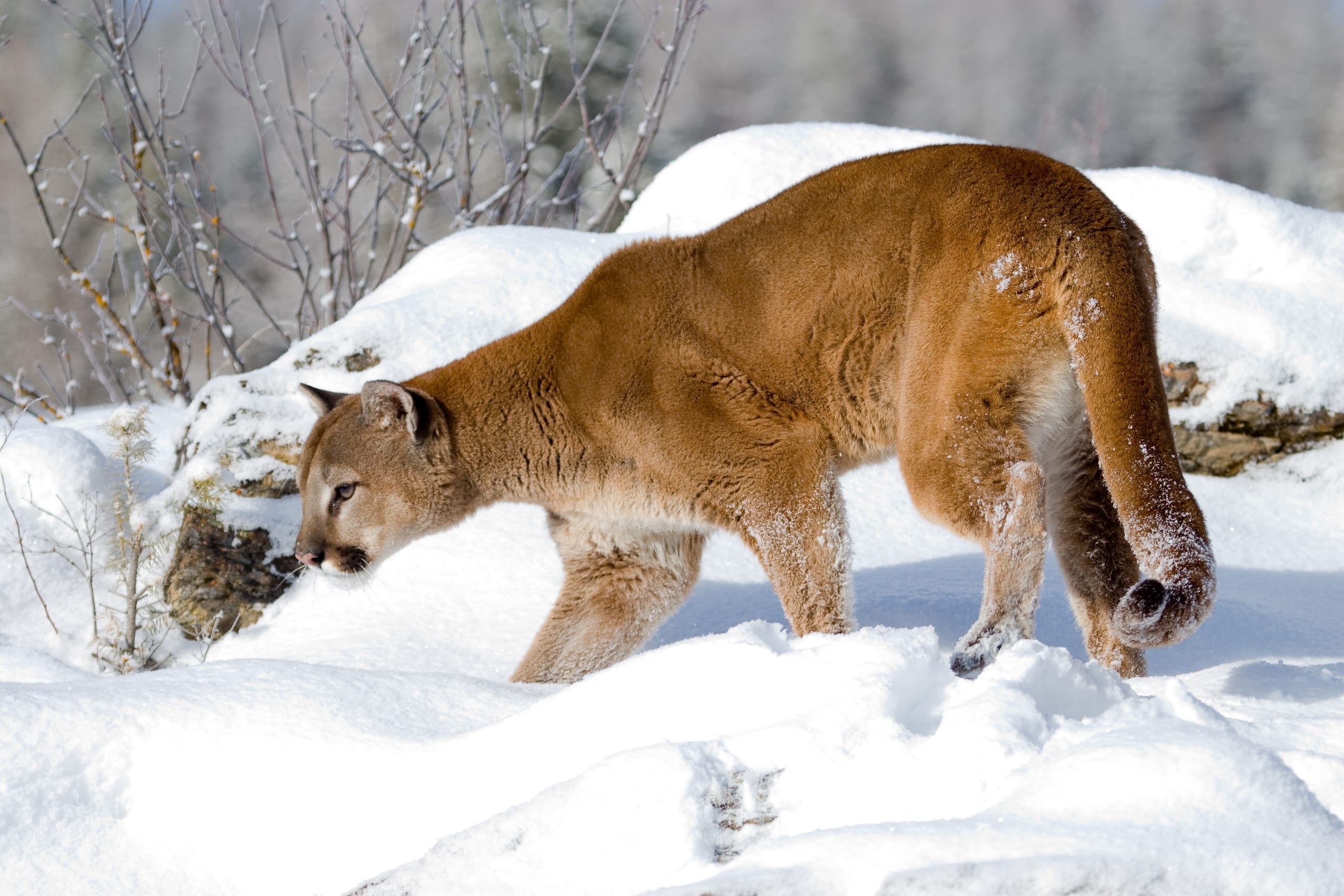 Sharing your yard mountain lions TownLift, Park City News