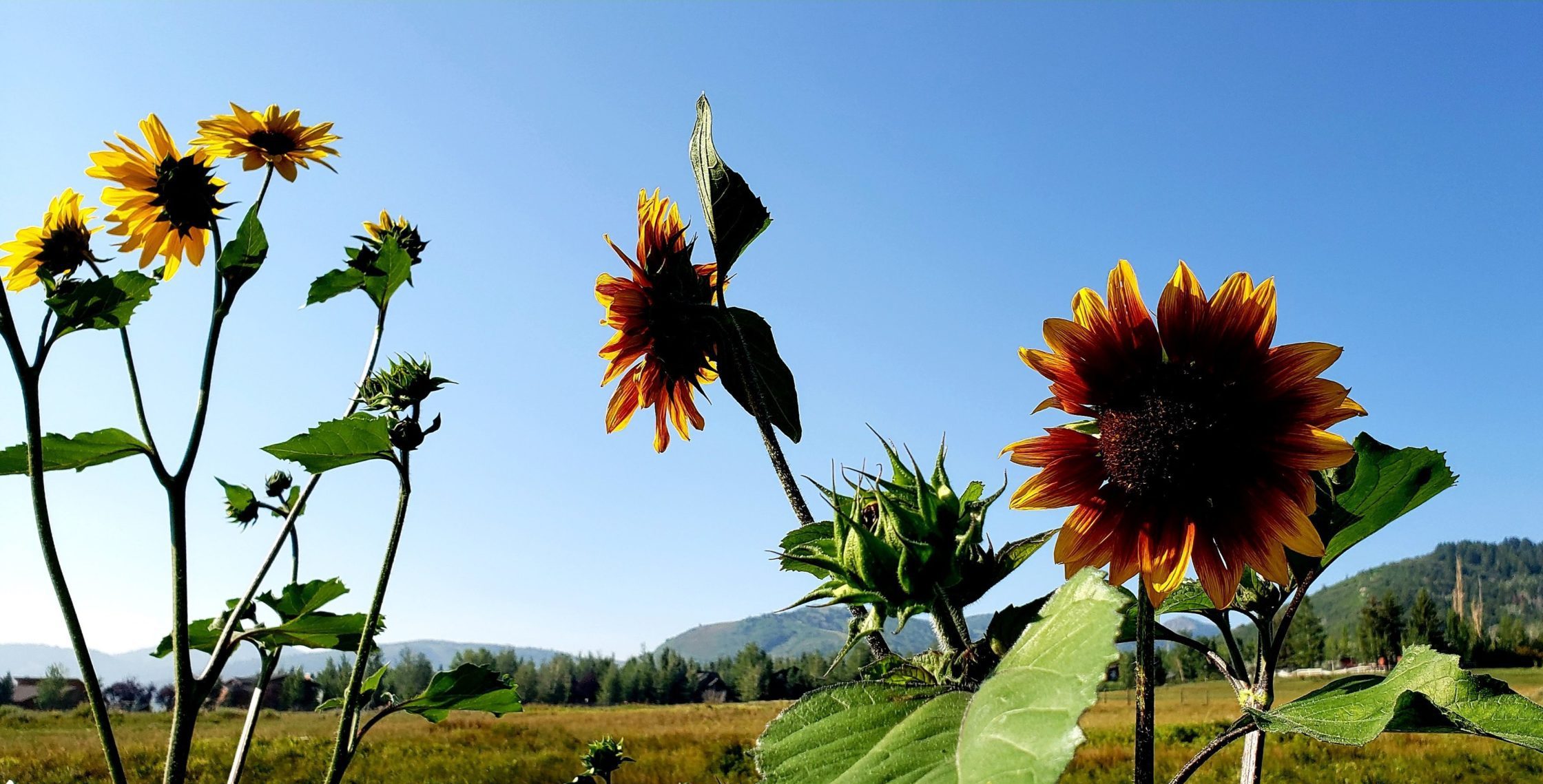 SNAPPED Sunflowers along McPolin Farm Trail TownLift, Park City News