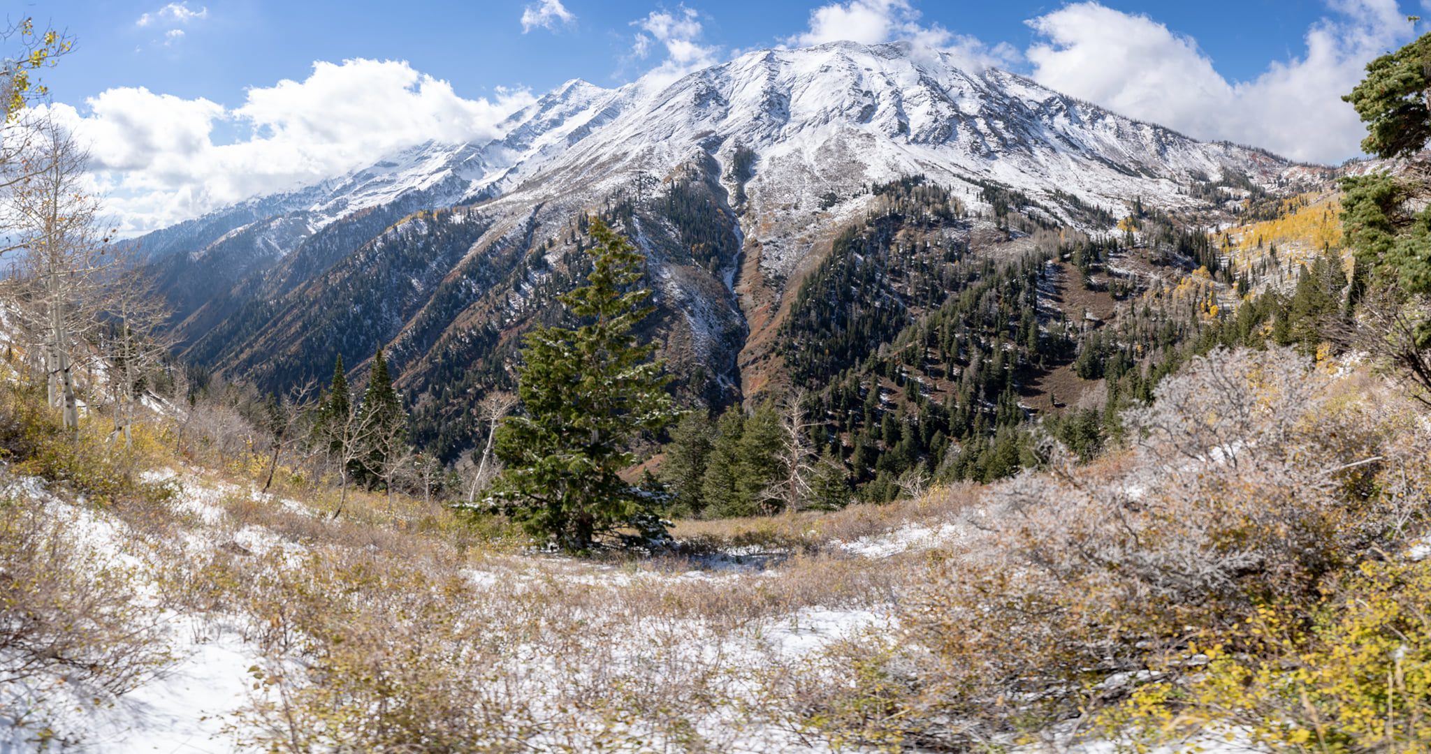 Christmas tree permits going quick TownLift, Park City News