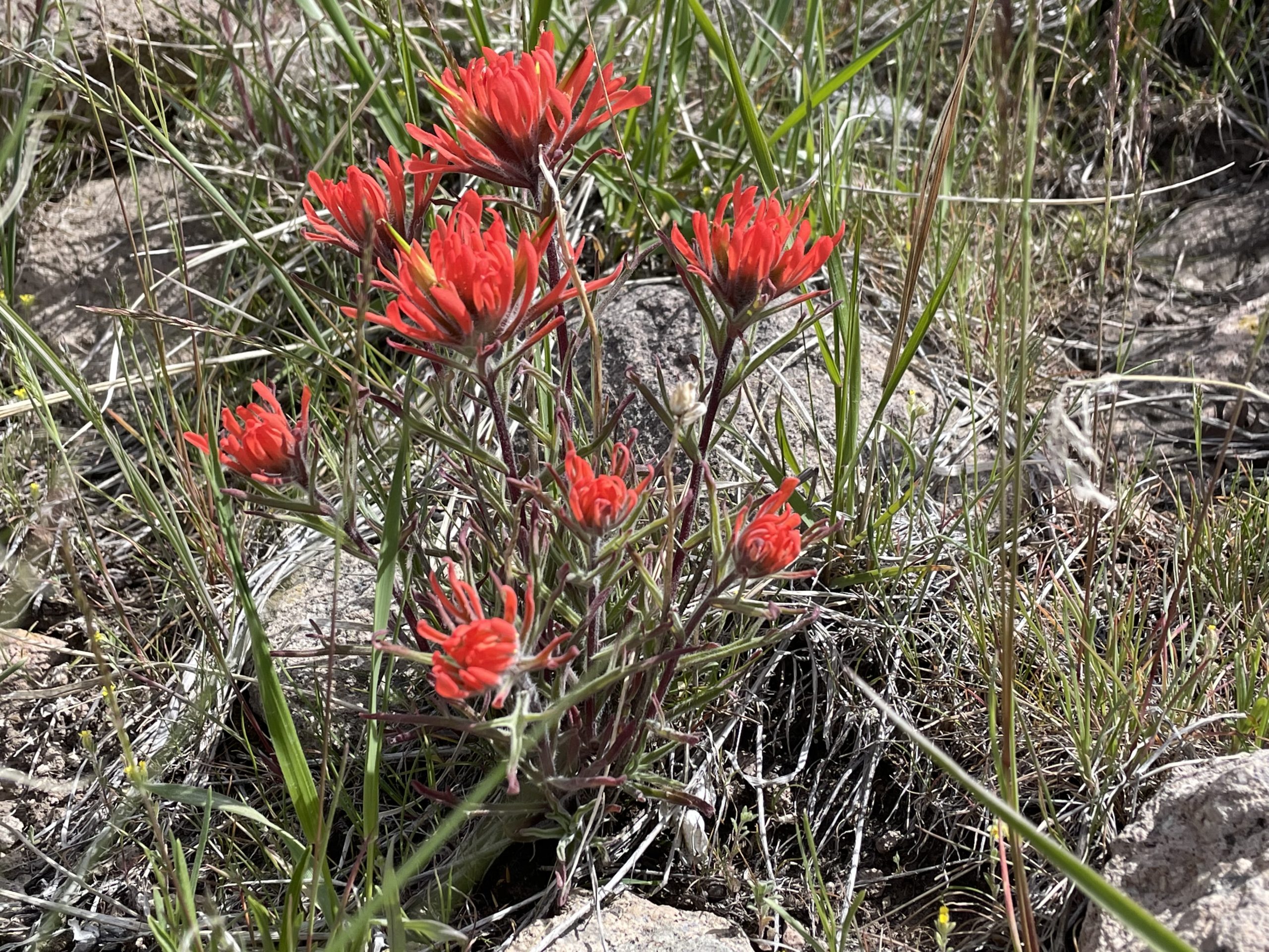 Castilleja linariifolia Archives TownLift, Park City News
