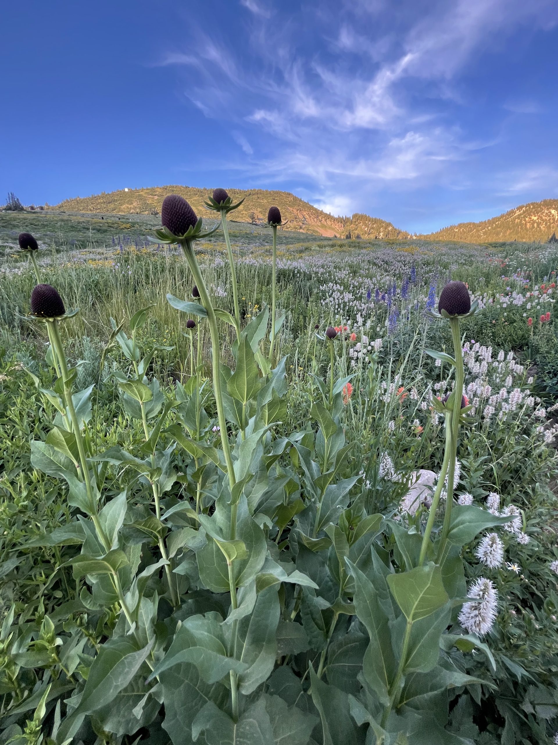 Wasatch Wildflowers Western Coneflower (Rudbeckia occidentalis