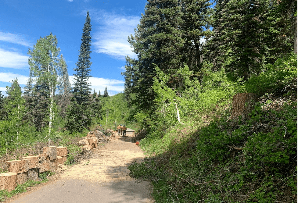 Wildfire fuel treatments near Lambs Canyon TownLift, Park City News