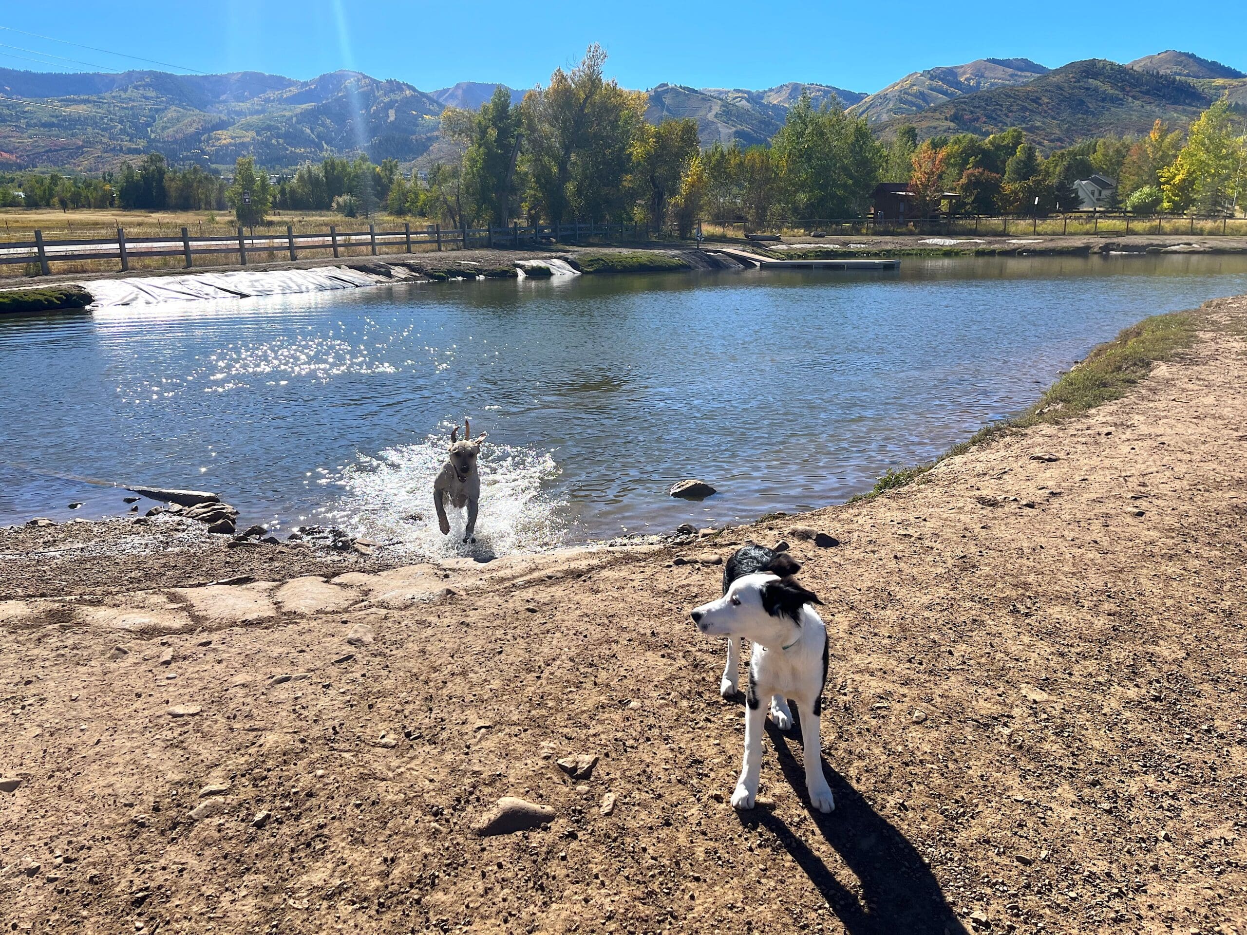 Precautionary closure of Willow Creek pond following dog illness report