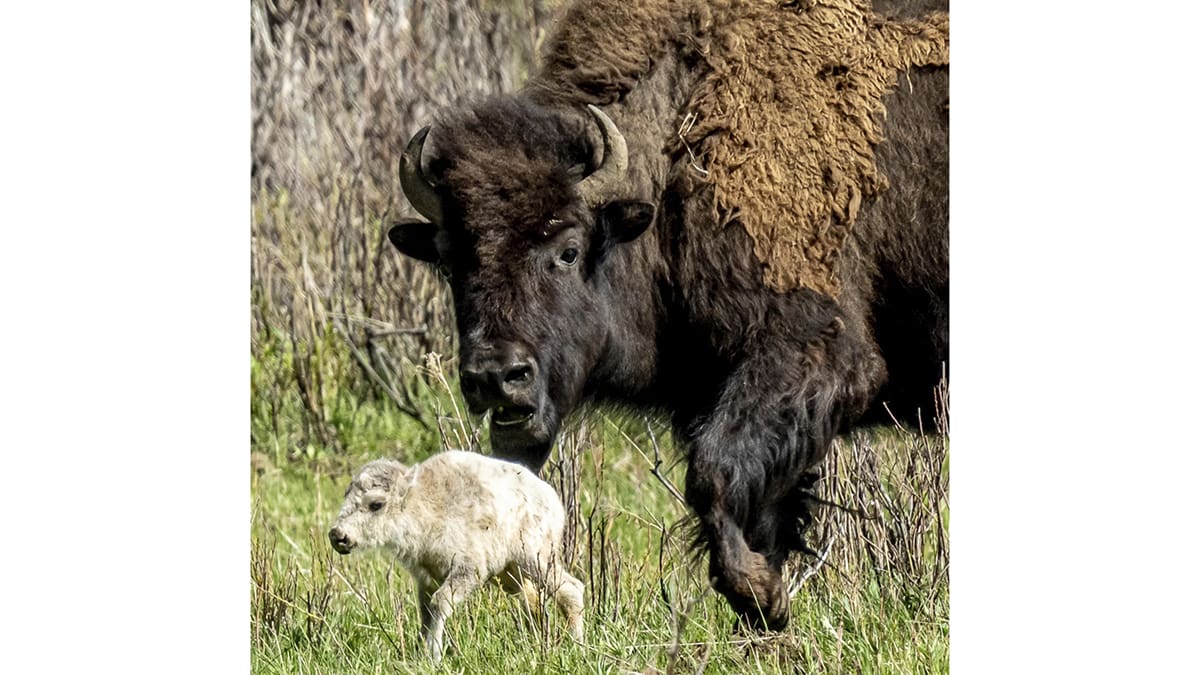 Native American ceremony will celebrate birth of white buffalo calf in