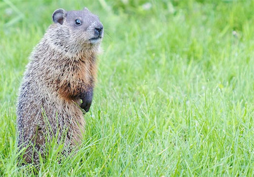GARDEN WORKS Ode to a woodchuck The Town Line Newspaper
