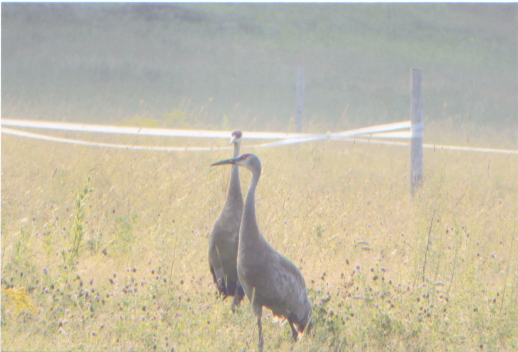 SCORES & OUTDOORS Sandhill cranes more abundant in central