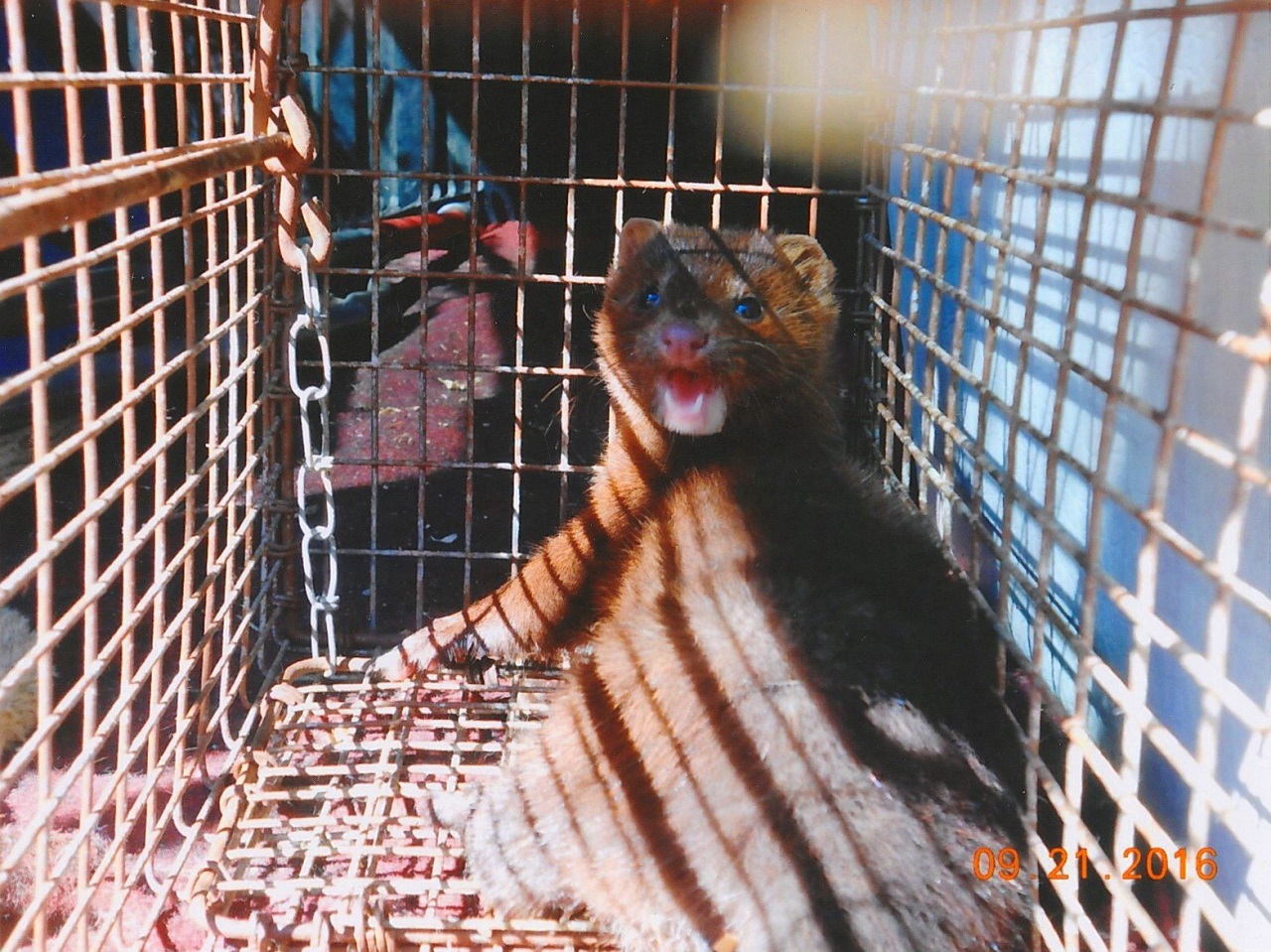 CRITTER CHATTER The difference between animal control officer, and