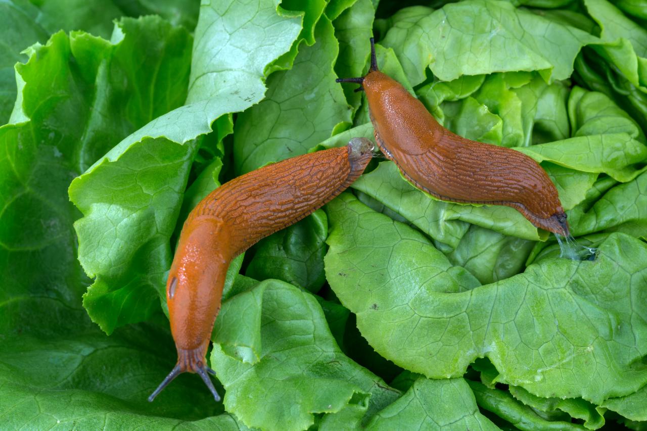 SCORES & OUTDOORS Slugs what are they good for in the realm of