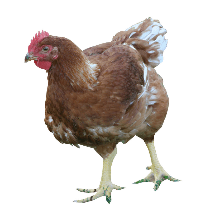 Freedom Ranger Chickens