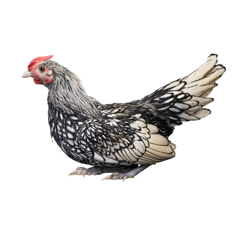 Silver Sebright Bantams Townline Hatchery