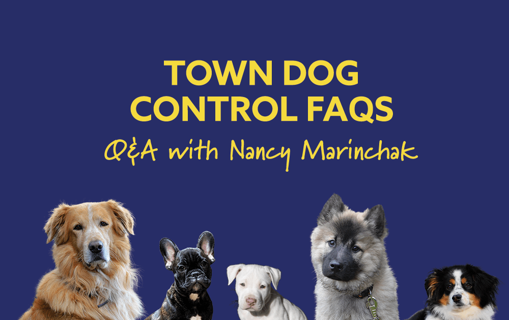 Will County Animal Control Rabies Tag All Things About Pets
