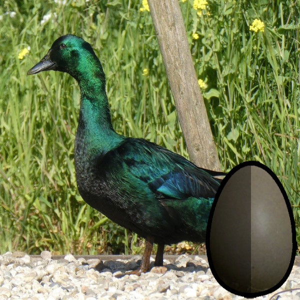 Chick List 2024 Townsend Farmers Exchange