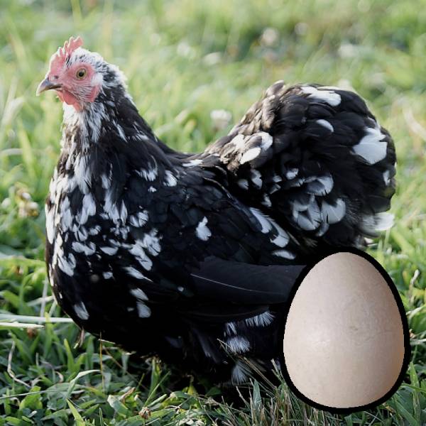 Chick List 2024 Townsend Farmers Exchange