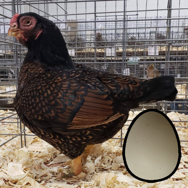 Chick List 2024 Townsend Farmers Exchange