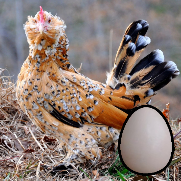 Chick List 2024 Townsend Farmers Exchange