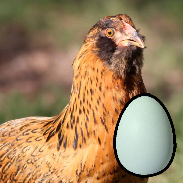 Chick List 2024 Townsend Farmers Exchange