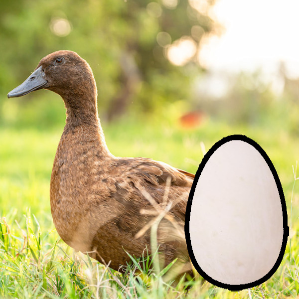 Chick List 2024 Townsend Farmers Exchange