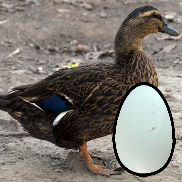 Chick List 2024 Townsend Farmers Exchange