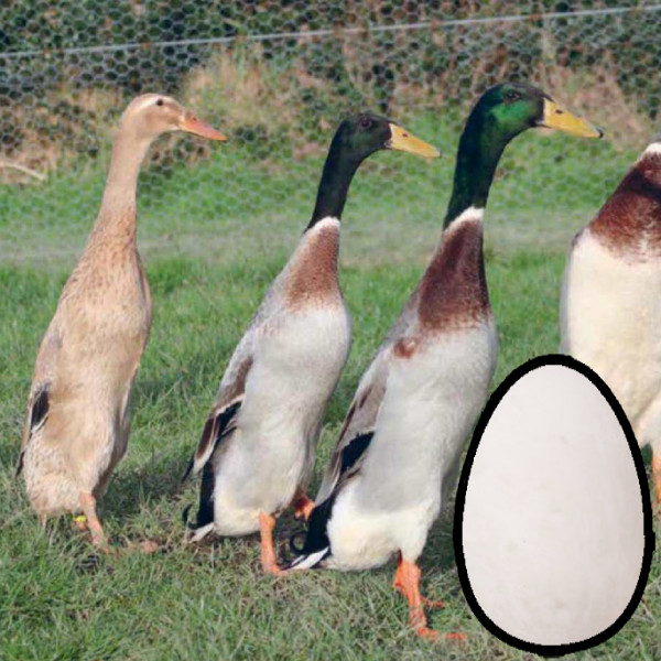 Chick List 2024 Townsend Farmers Exchange