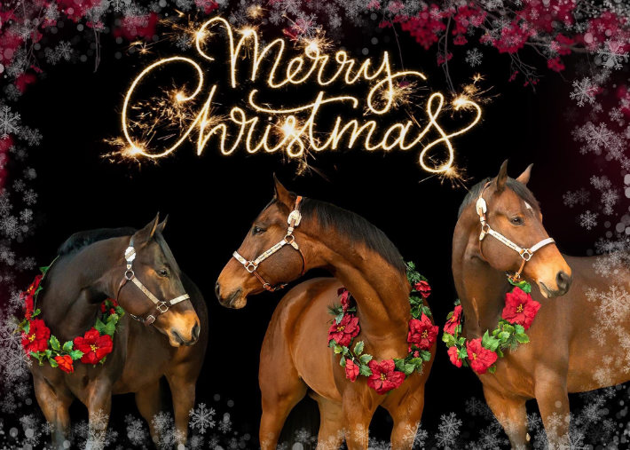 Townsend's Training Farm Inc. 536 4th Range Rd. Pembroke, NH 03275