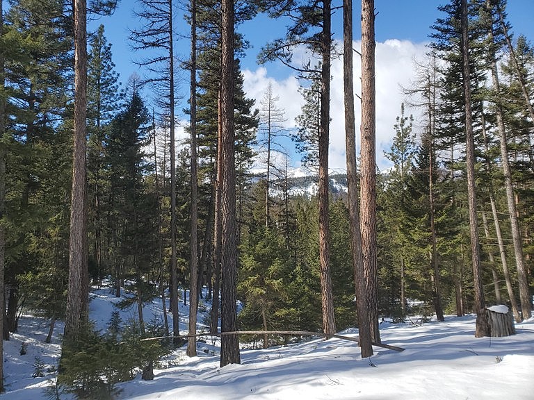 Locals say Gold Creek logging project had limited public input