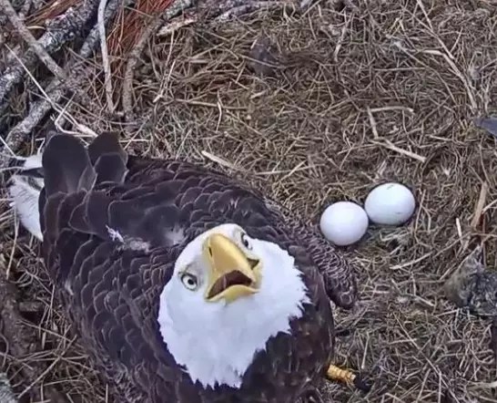 OMG!!! Baby Eagles Hatching on Live Cam [VIDEO]