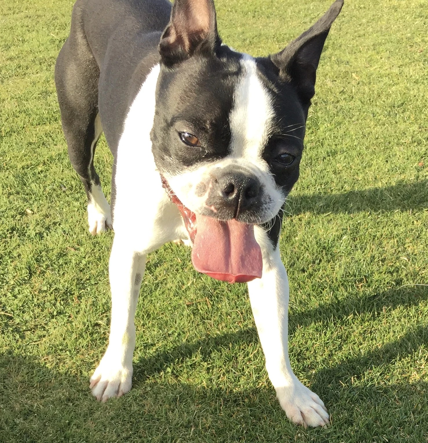 Who has the cutest dog in the Yakima Valley?