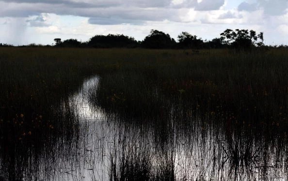 5 Best Louisiana Swamp Witch Songs for Halloween