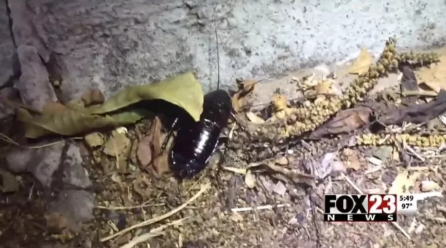 Giant Sewer Roaches Infest Oklahoma Town [VIDEO]