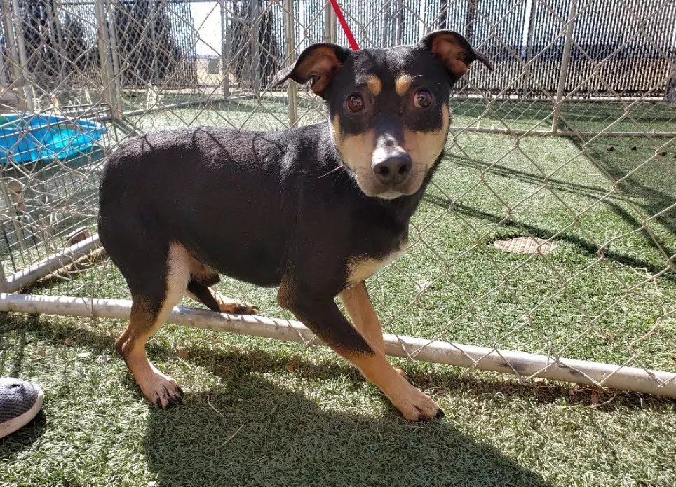 Meet Slicky Ricky, Lubbock's Awesome Adoptable Dog of the Week