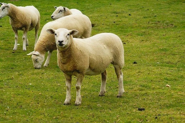Pennsylvania School To Use Sheep As Lawn Mowers TSM Interactive