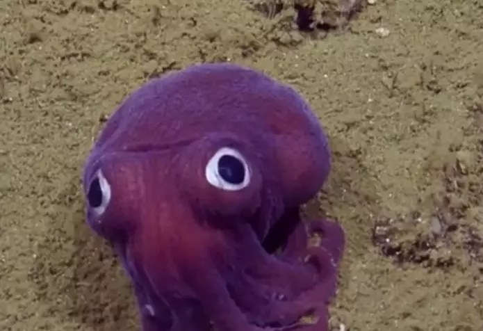 Scientist Find An Adorable 'Cuddle Fish' During A Live Stream And Kind Of Make Fun Of It In The