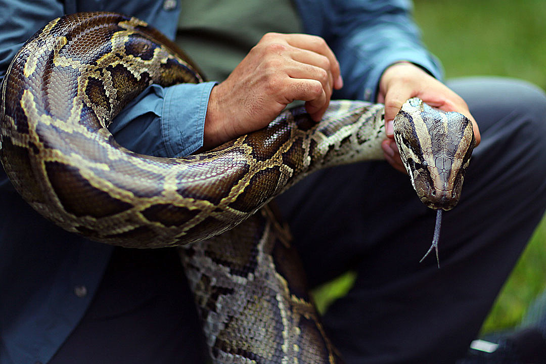 Brazen Man Steals Python by Shoving It Down His Pants