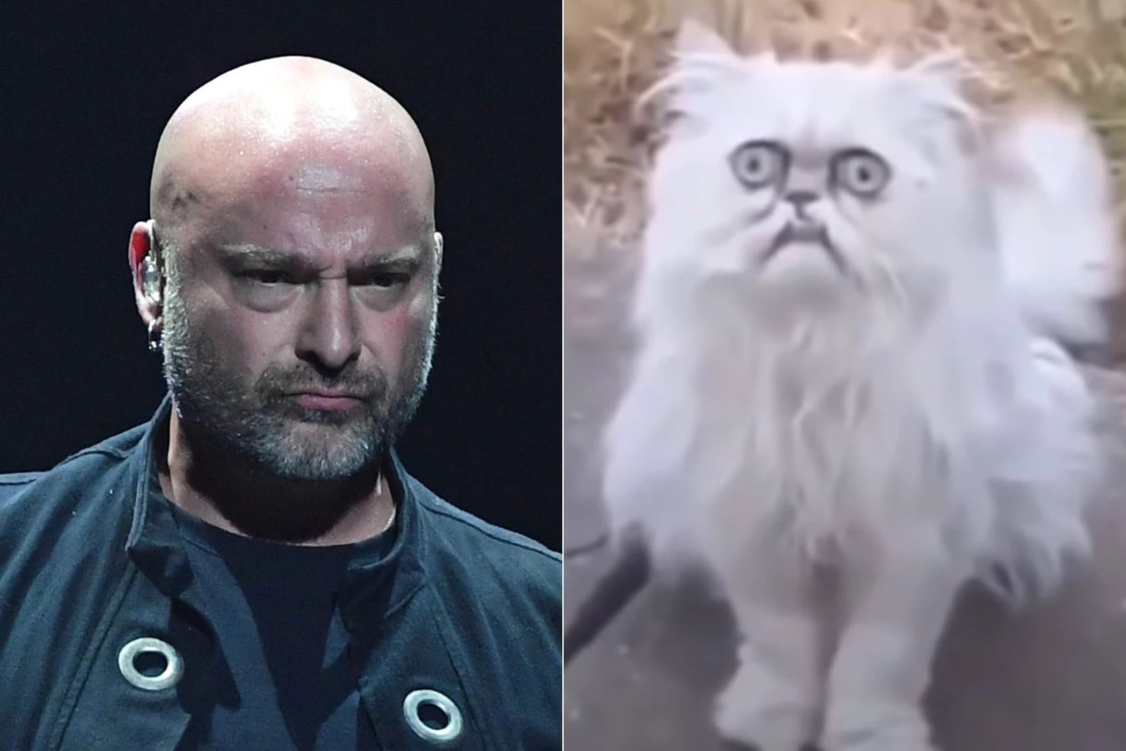 'Down With the Sickness' Cats Are Seriously Disturbed
