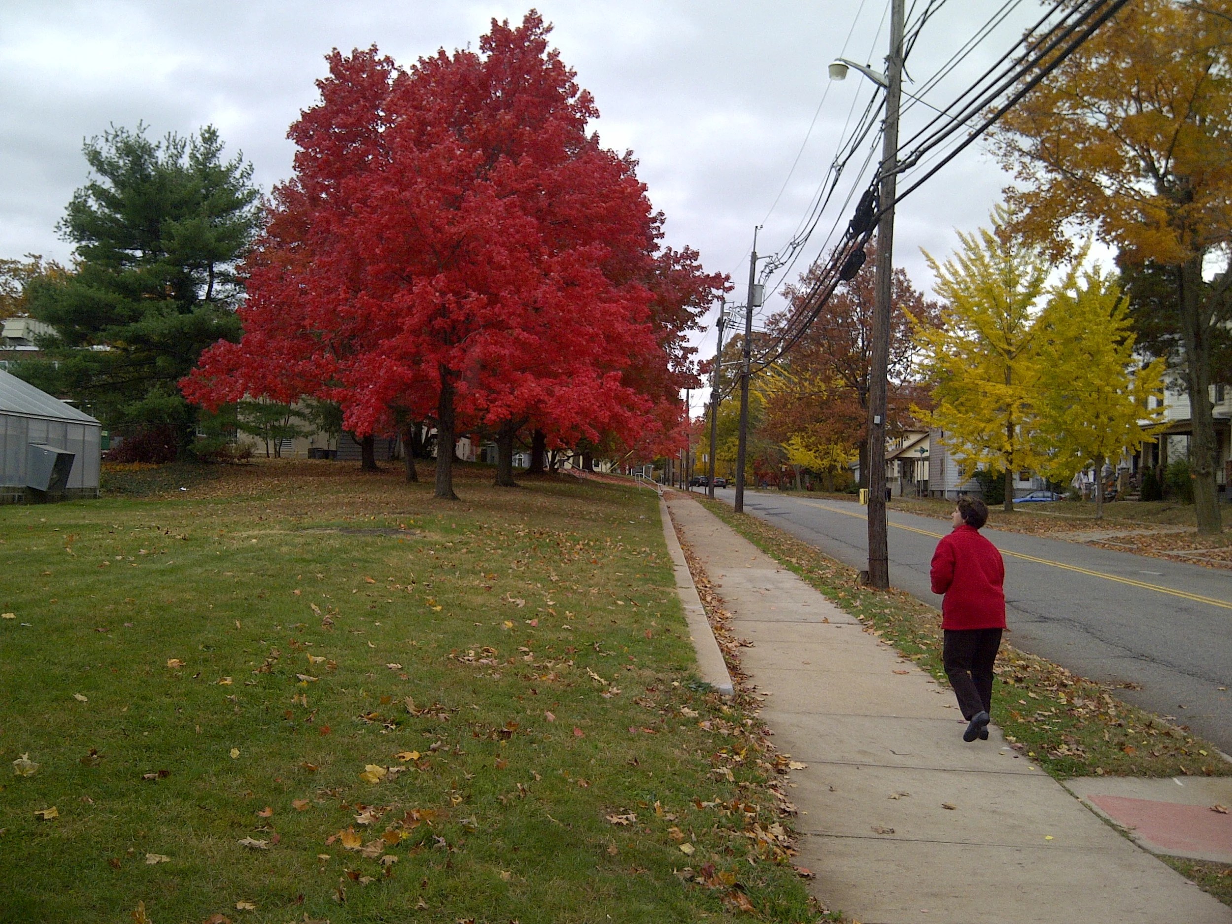 Fall Colors New Jersey 2023 All The Pretty Colors: Fall Foliage Season Forecast For Nj