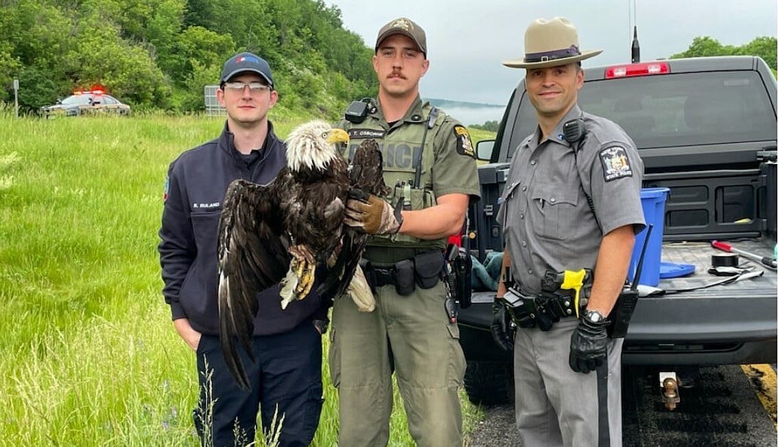Bald Eagle Rescued After Being Hit By Car on I88 in Sidney NY