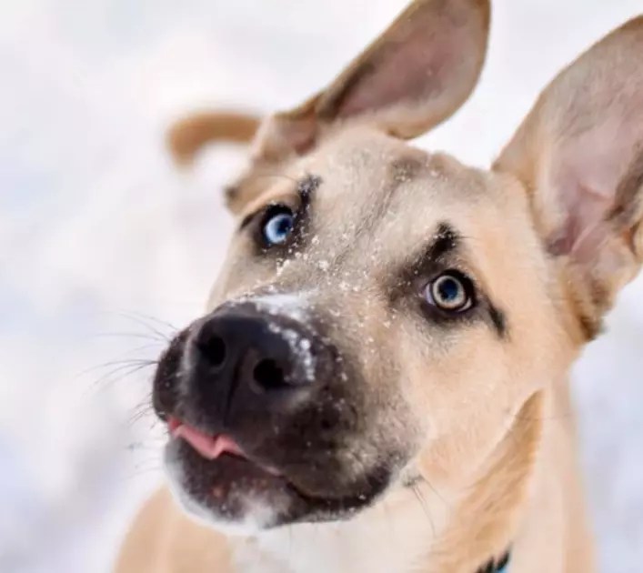 Unique Puppy Needs Family With Time And Patience