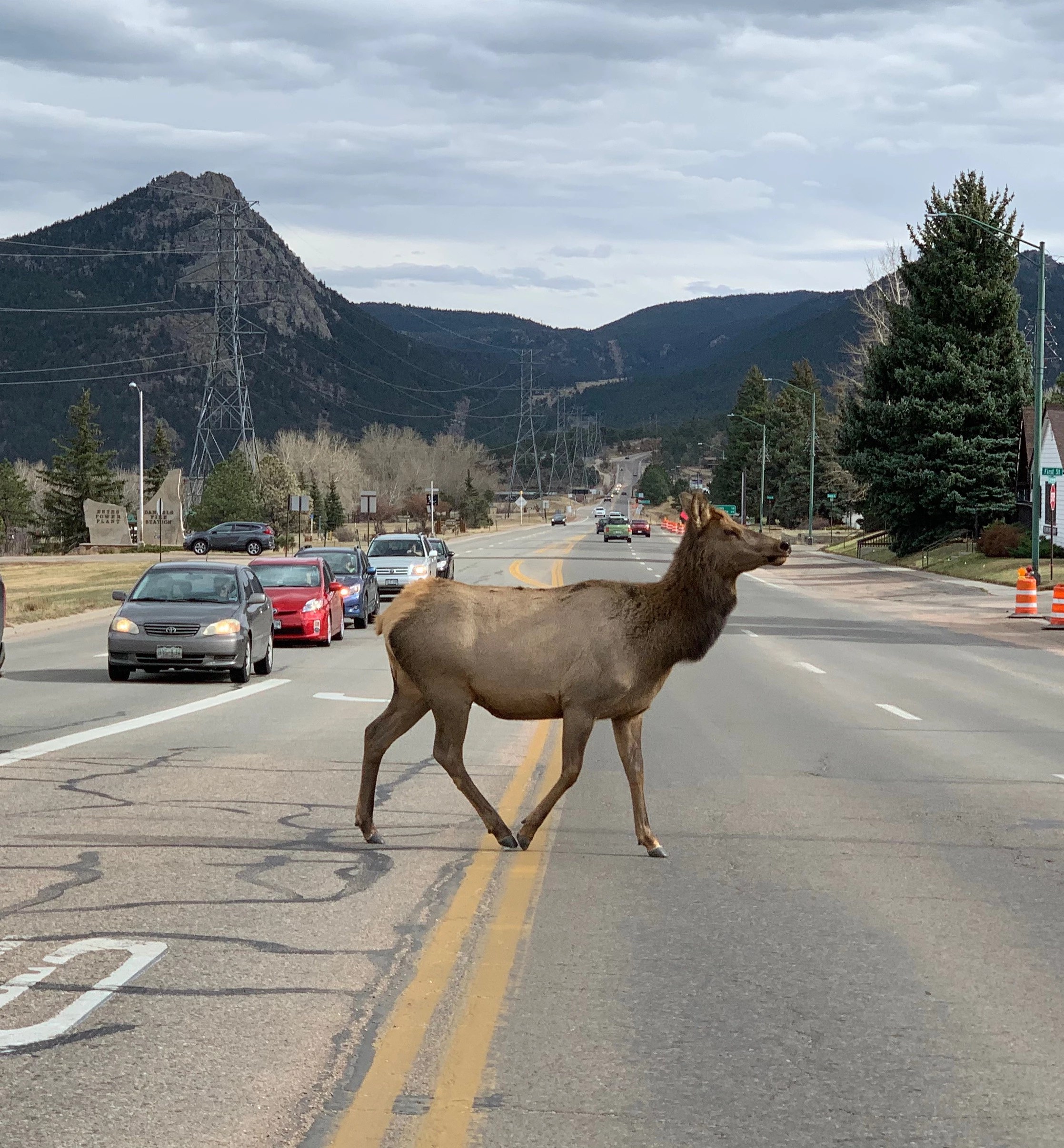 5 Crazy Wildlife Encounters That Happened In Colorado