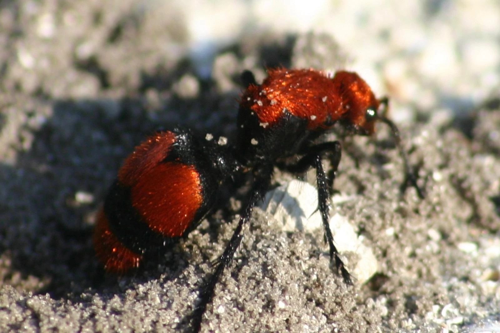 There's A Killer Bug On The Loose In South Dakota