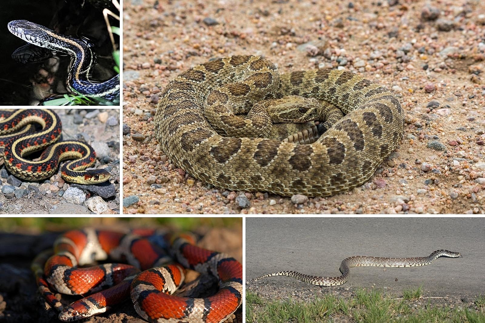 How Many Venomous Snakes Species Are There in South Dakota?