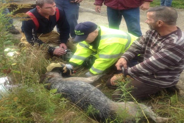 Belfast Firefighters Rescue, Resuscitate Dog [PHOTOS]