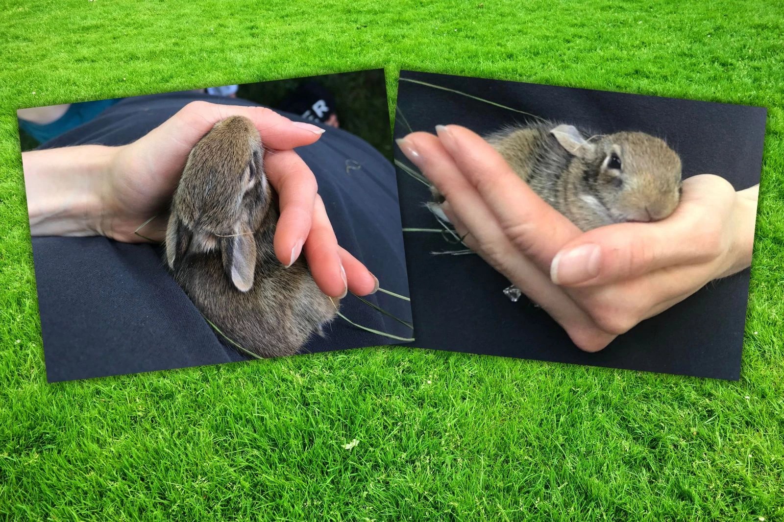 Find A Rabbit's Nest In Your Yard? Here's What You Need To Know