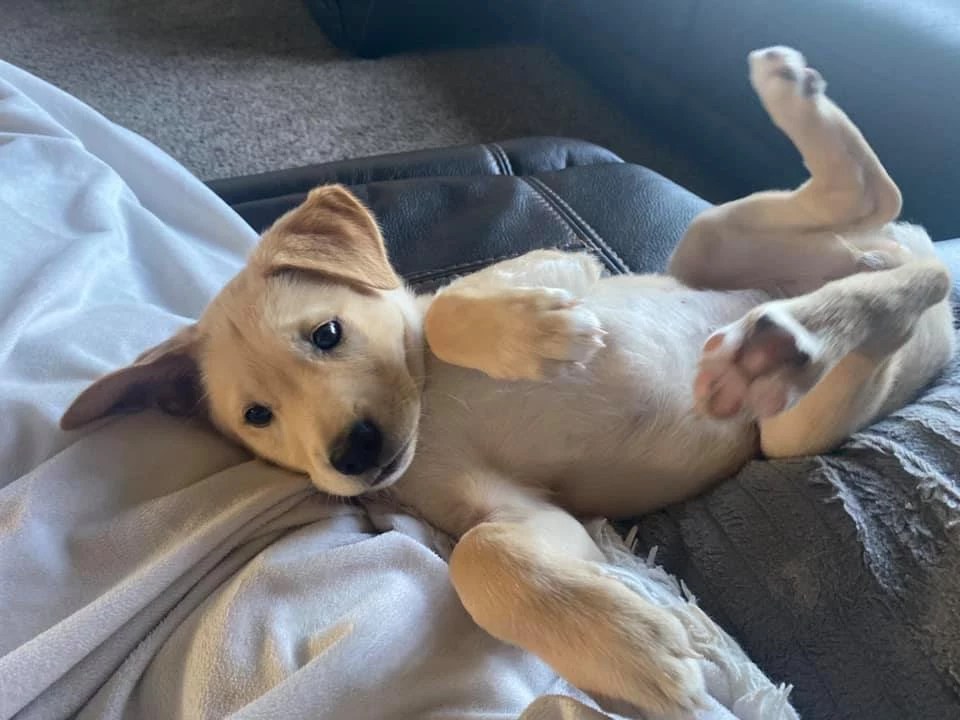 Our Favorite BisMan Area DOGS Who Listen To US 1033!