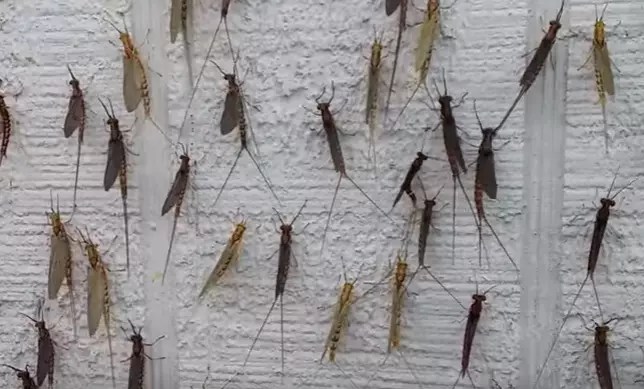 Fish Fly Season Is Upon Us Here In Michigan