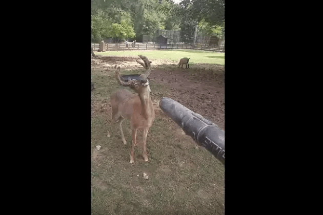 This Deer Loves To Feel The Wind In His….Antlers [VIDEO]