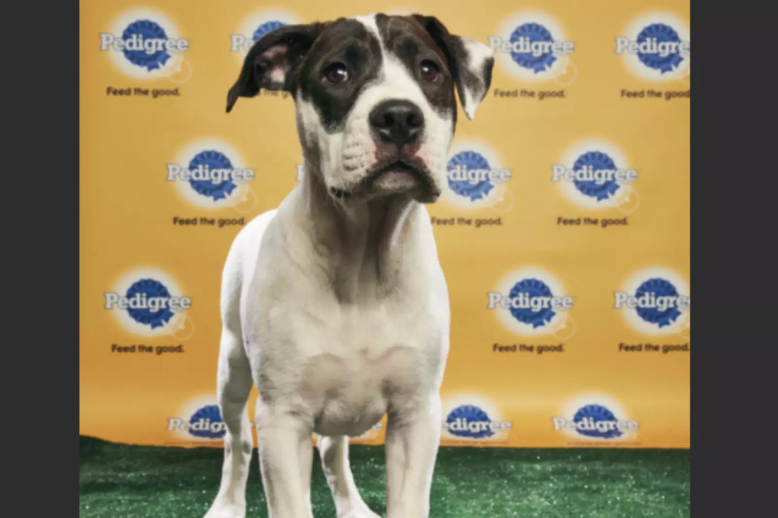Animal Refuge League Of Greater Portland 94.3 WCYY