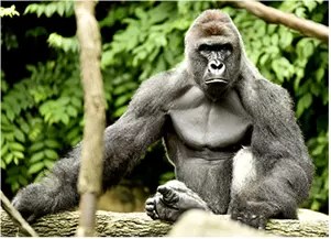 20 years Before Harambe, Boy Fell Into Gorilla Pit at Illinois Zoo